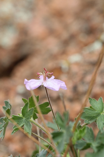 Geranium caespitosum