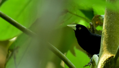 Amblycercus holosericeus