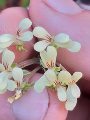 Pelargonium luteolum