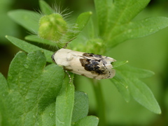 Ponometia erastrioides