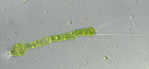 Thamniochaete
