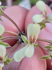 Pelargonium luteolum