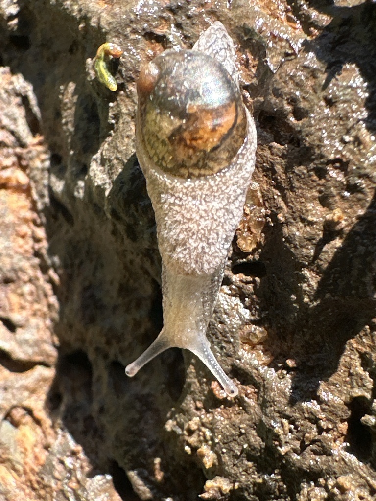 Guadalupe Shelled Slug