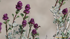 Salvia dorrii