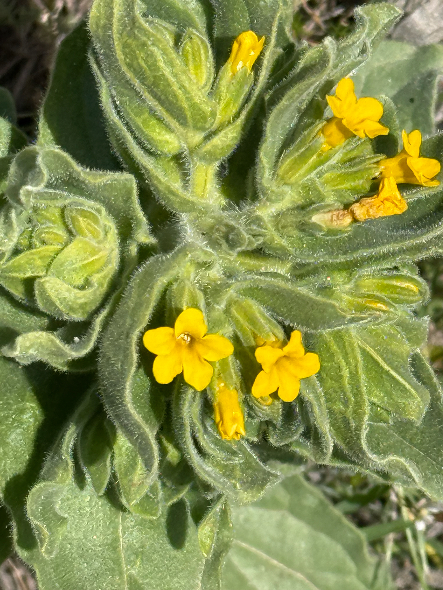 Alkanna orientalis