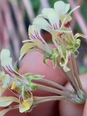Pelargonium luteolum