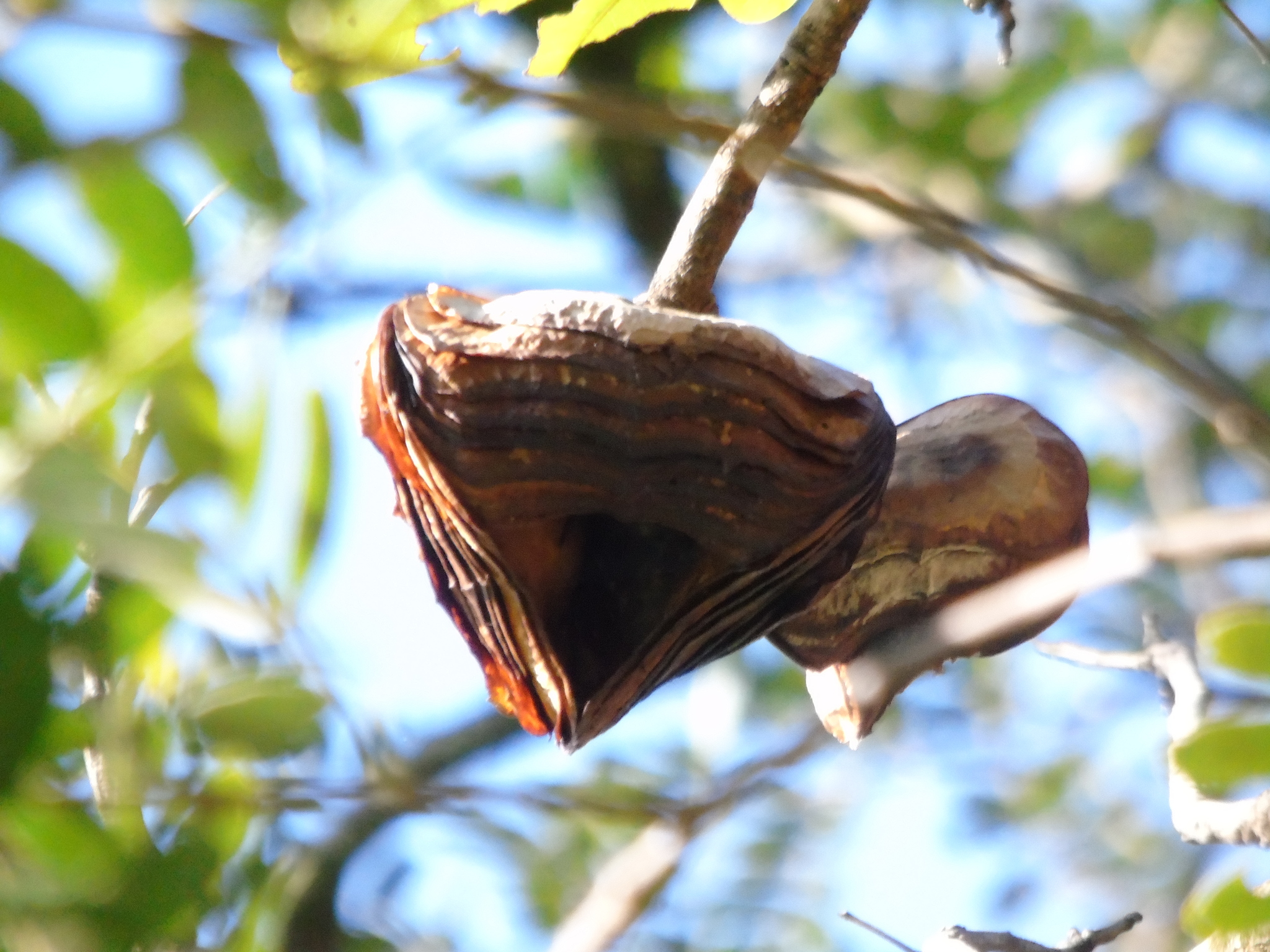 Magonia pubescens