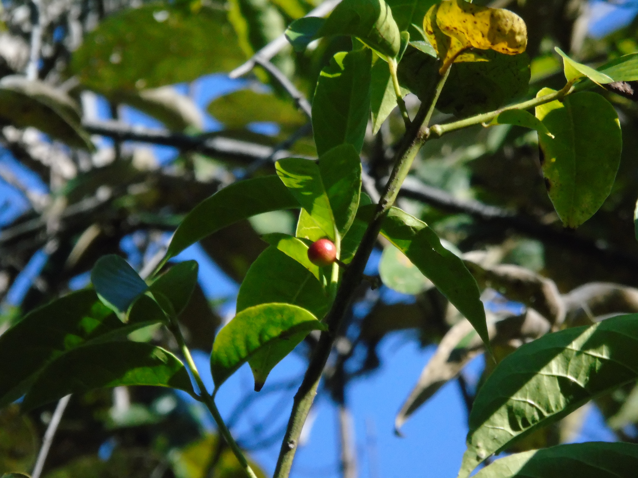 Siparuna guianensis