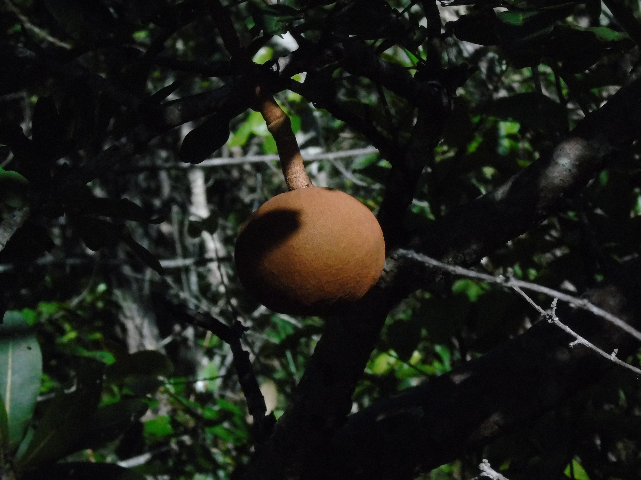 Magonia pubescens