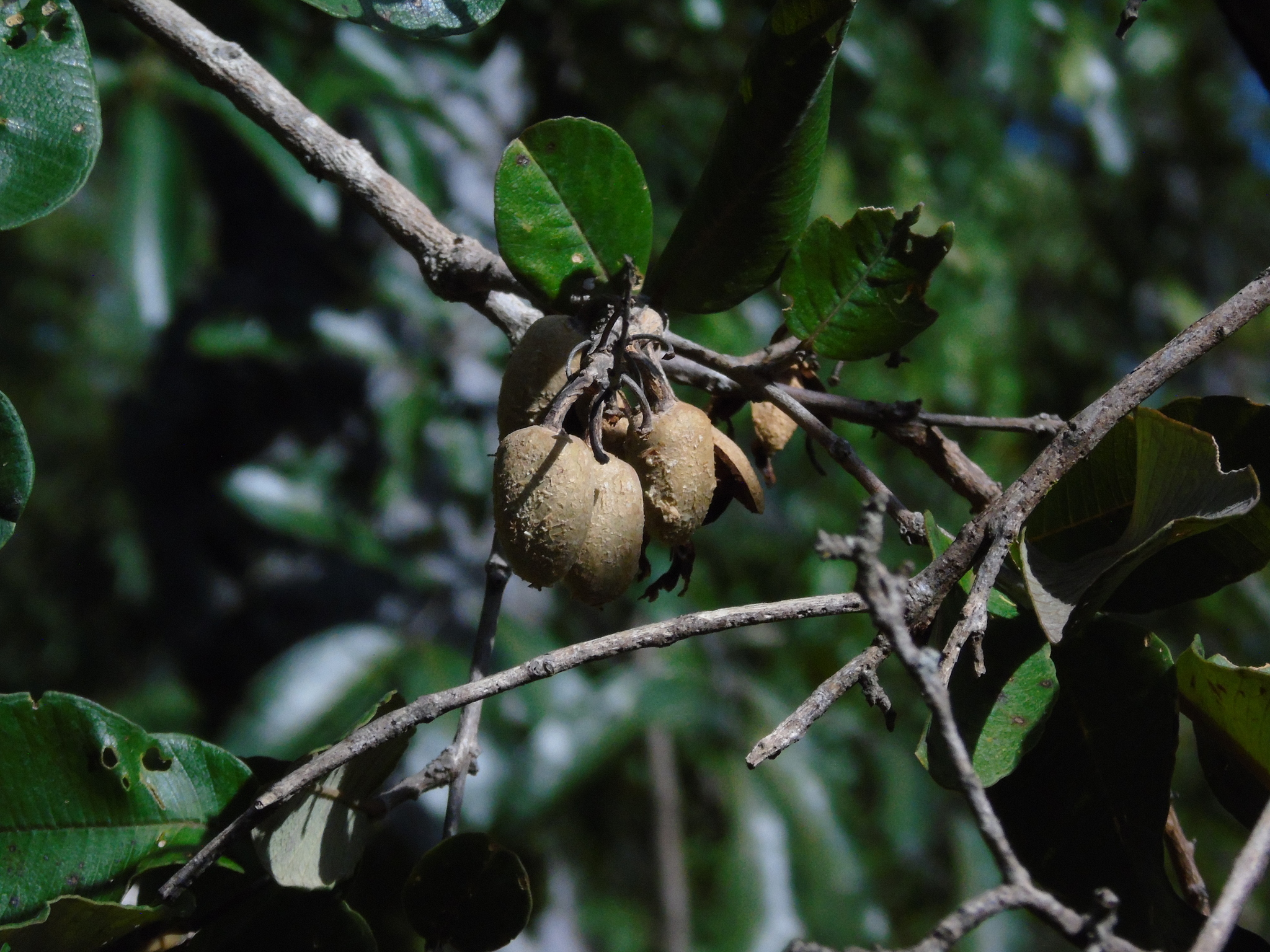 Qualea parviflora