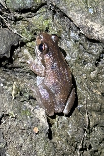 Bleating Tree Frog