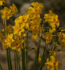 Narcissus jonquilla