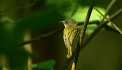 Oncostoma cinereigulare