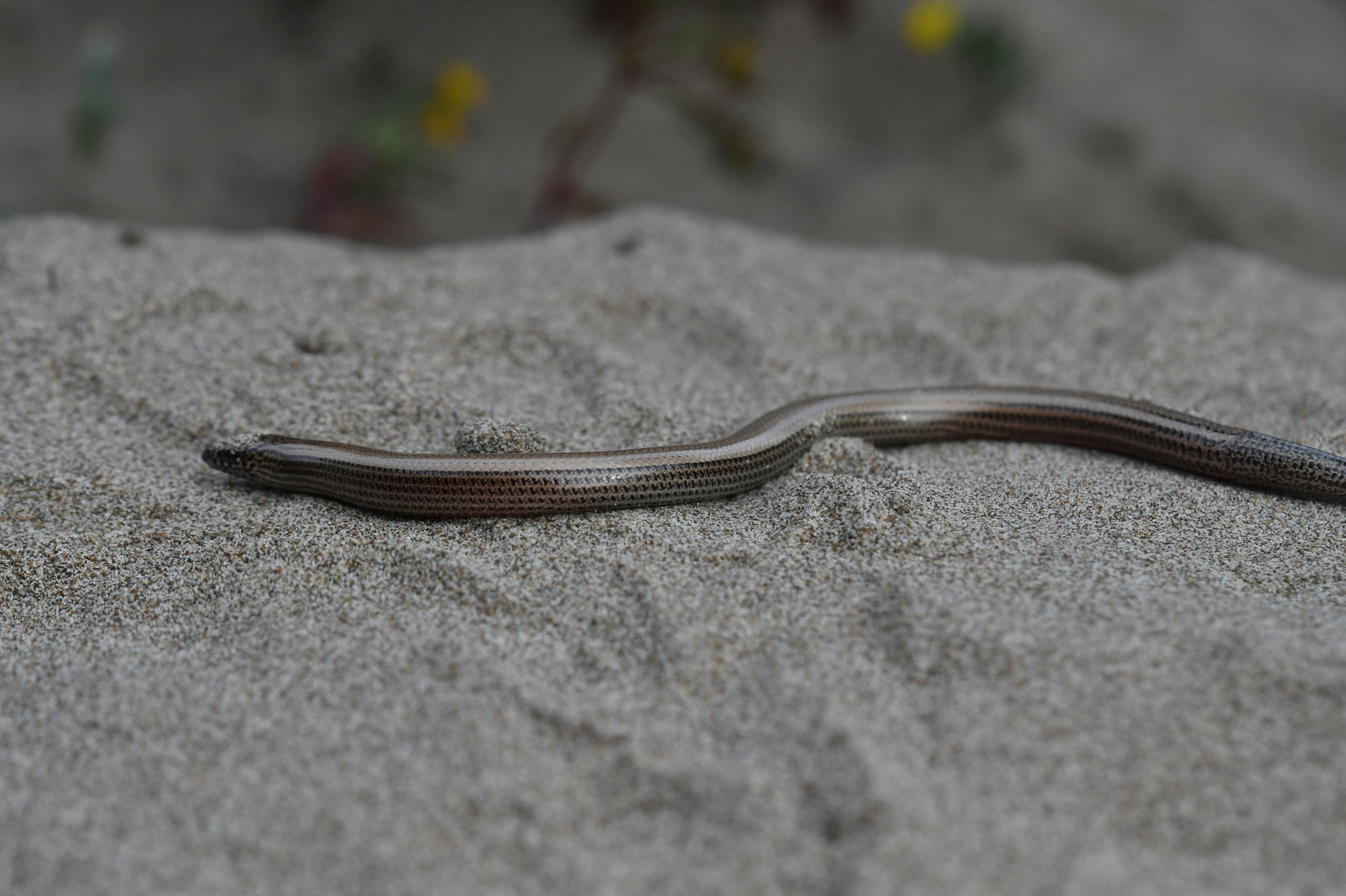 Anatolian Limbless Skink photo 3