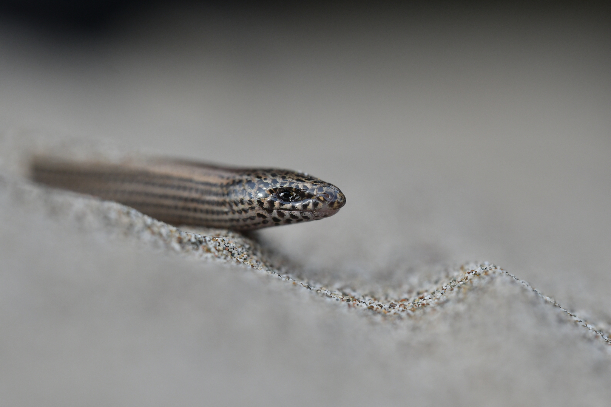 Anatolian Limbless Skink