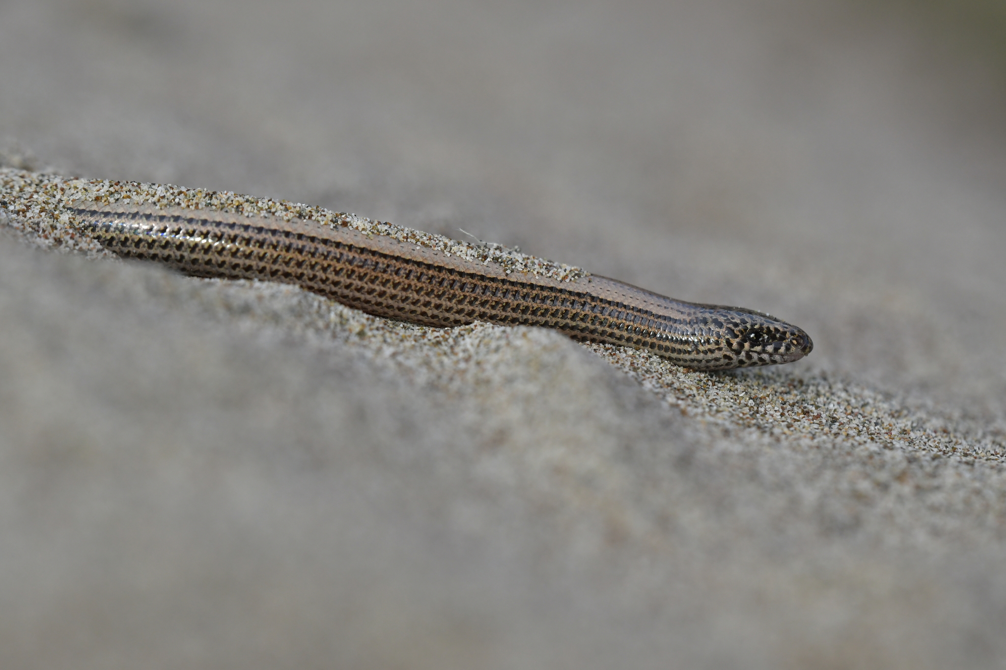 Anatolian Limbless Skink photo 2