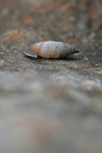 Albinaria anatolica