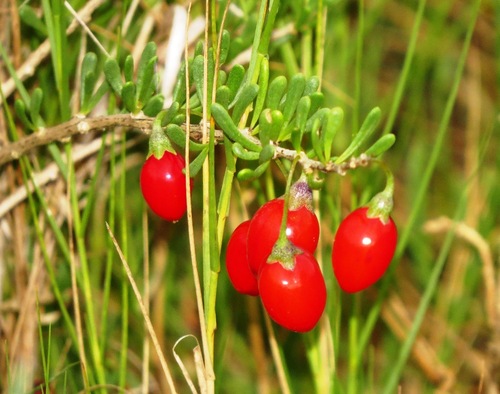Lycium carolinianum