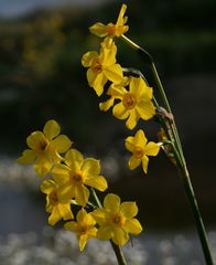 Narcissus jonquilla