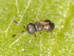 Platygastroidea