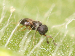 Platygastroidea