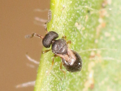 Platygastroidea