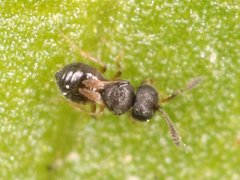 Platygastroidea