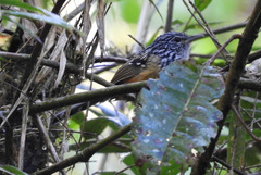 Drymophila striaticeps