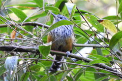 Drymophila striaticeps