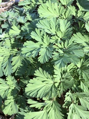 Dicentra cucullaria
