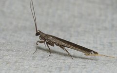 Perlamantis alliberti