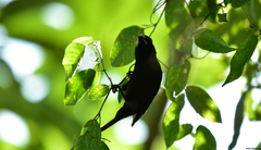 Cyanoloxia cyanoides