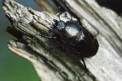Streptocerus speciosus
