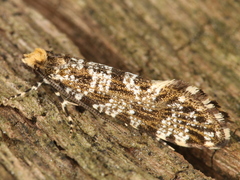 Triaxomera parasitella