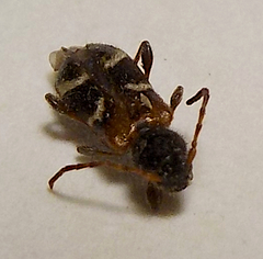 Phymatodes alni