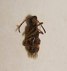 Phymatodes alni