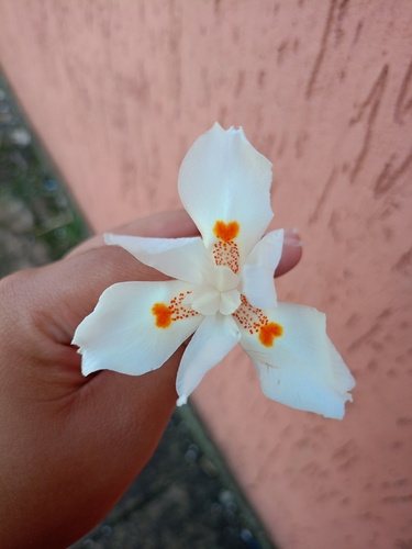 Hybrid African Iris