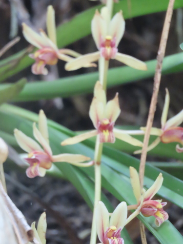 Cymbidium aloifolium, photograph 3