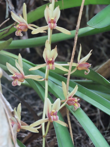 Cymbidium aloifolium, photograph 4