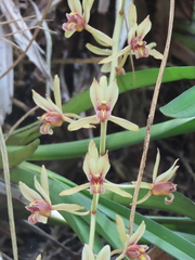 (c) P Jeganathan, some rights reserved (CC BY) Cymbidium aloifolium, photograph (c) P Jeganathan, some rights reserved (CC BY)