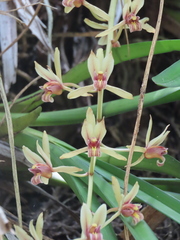 Cymbidium aloifolium, photograph (c) P Jeganathan, some rights reserved (CC BY)