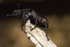 Streptocerus speciosus
