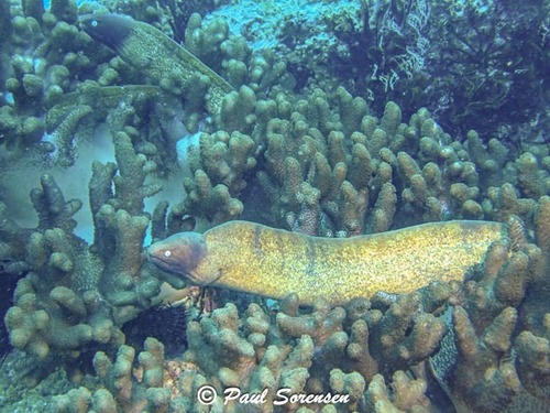 Gymnothorax thyrsoideus