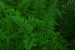 Lophosoria quadripinnata
