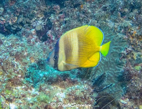 Chaetodon kleinii