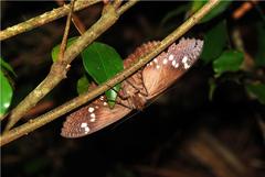Erebus walkeri