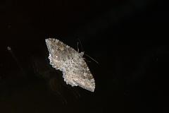 Rheumaptera exacta stygiata