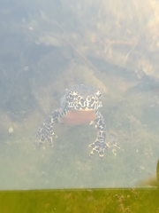 Ichthyosaura alpestris alpestris