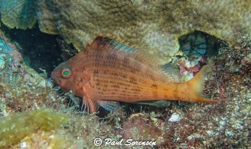 Cyprinocirrhites polyactis
