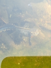 Ichthyosaura alpestris alpestris